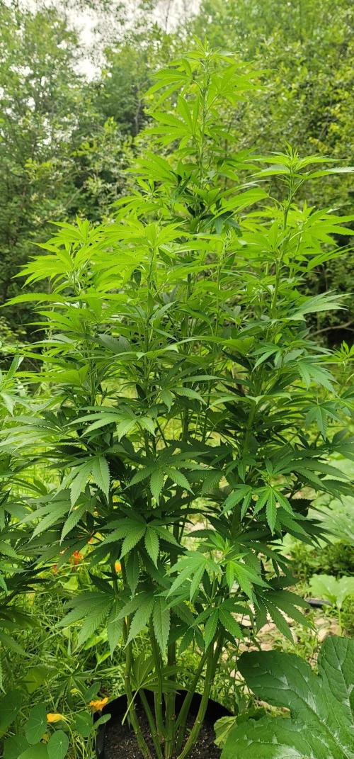 Mimosa OP. Week 11