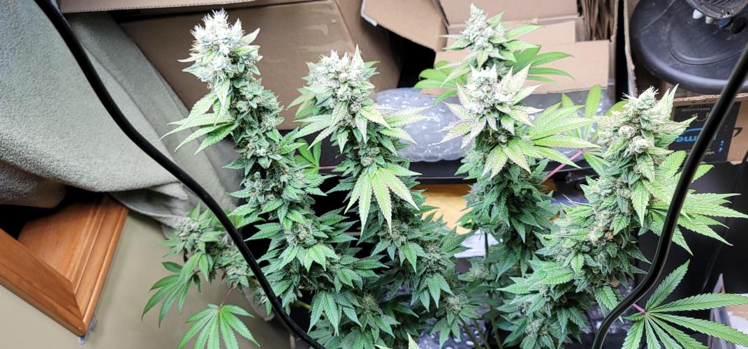 Blue dream 💭. Week 10