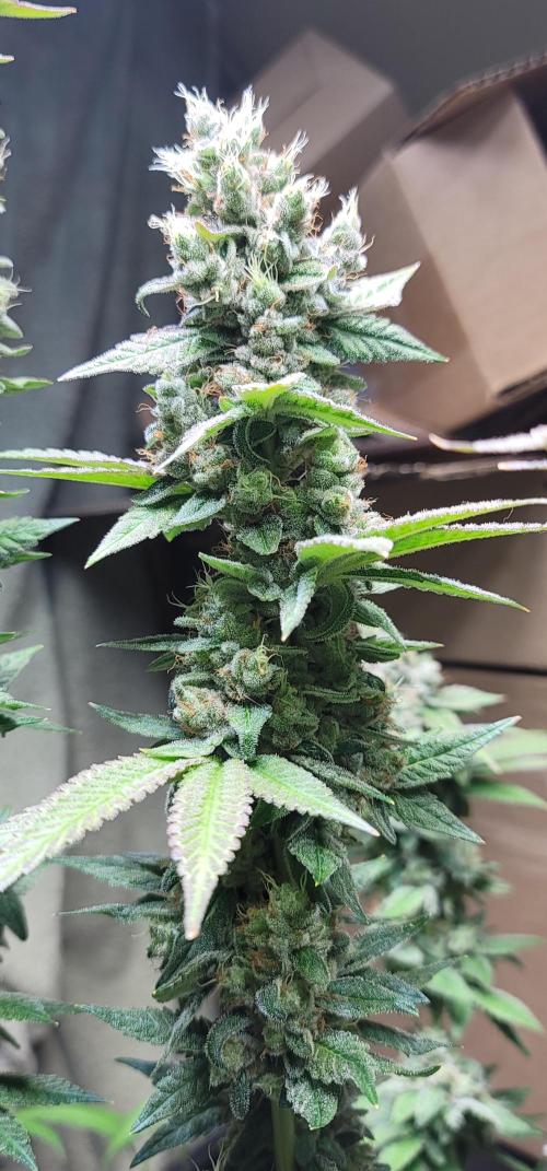 Blue dream 💭. Week 10