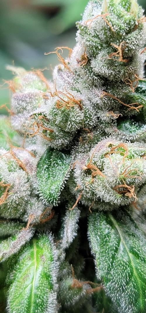 Blue dream 💭. Week 10