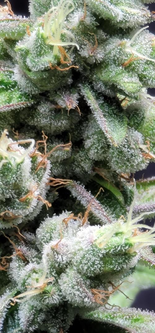 Blue dream 💭. Week 10
