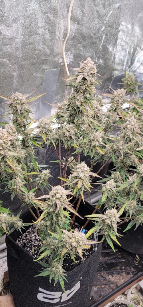 Mango Frost ❄️. Week 6