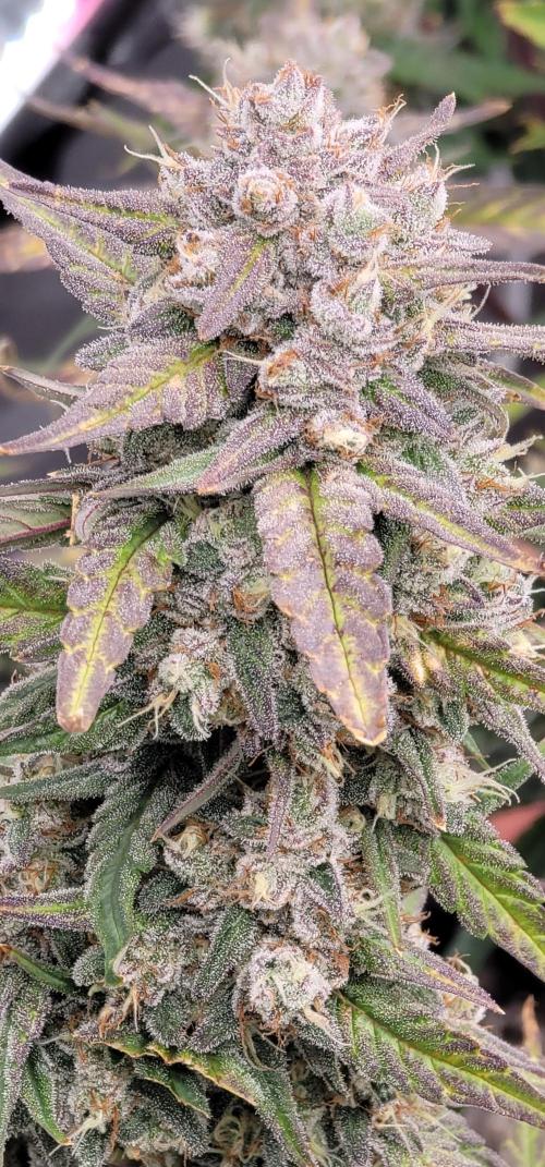 Mango Frost Auto. Week 6