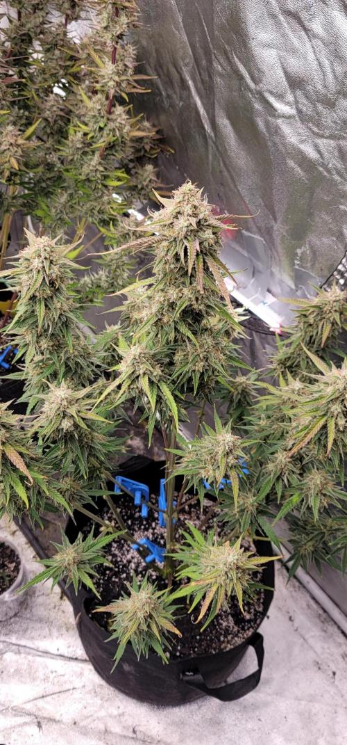Banana Cherry Cookies 🍪 🍒 🍌. Week 6