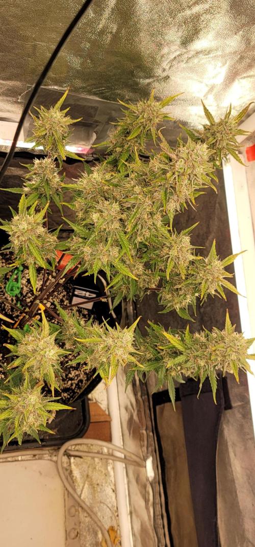 Guava Sundae 🍨 🍈. Week 6