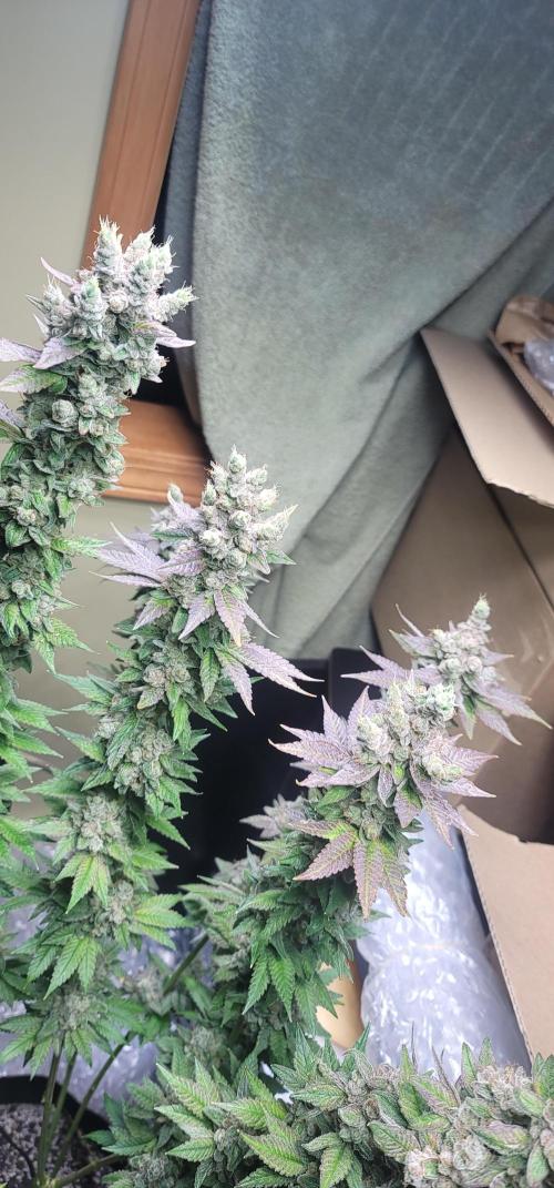 Blue dream 💭. Week 11