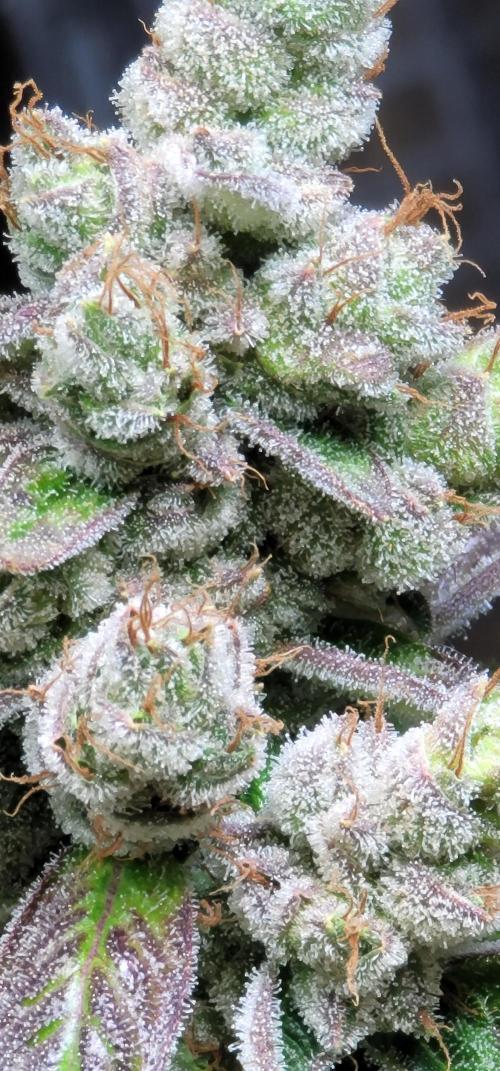 Blue dream 💭. Week 11
