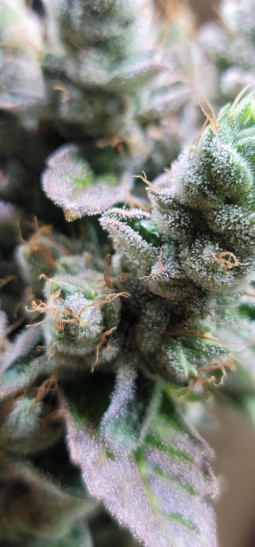 Blue dream 💭. Week 11