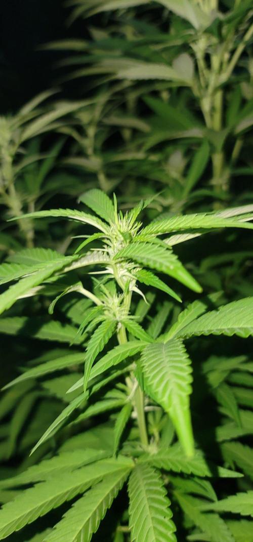 Mimosa x Orange Punch. Week 13