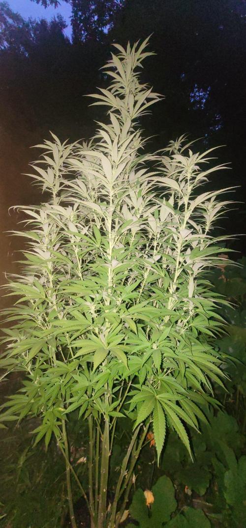 Mimosa OP. Week 13