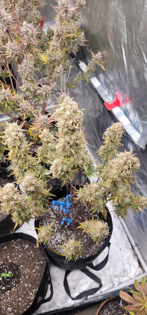 Banana Cherry Cookies 🍪 🍒 🍌. Week 7