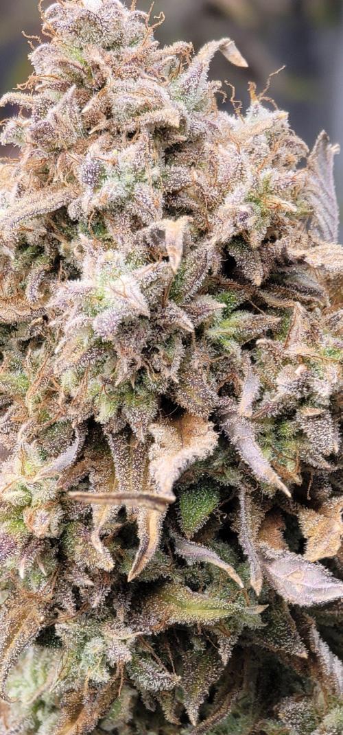 Banana Cherry Cookies 🍪 🍒 🍌. Week 7