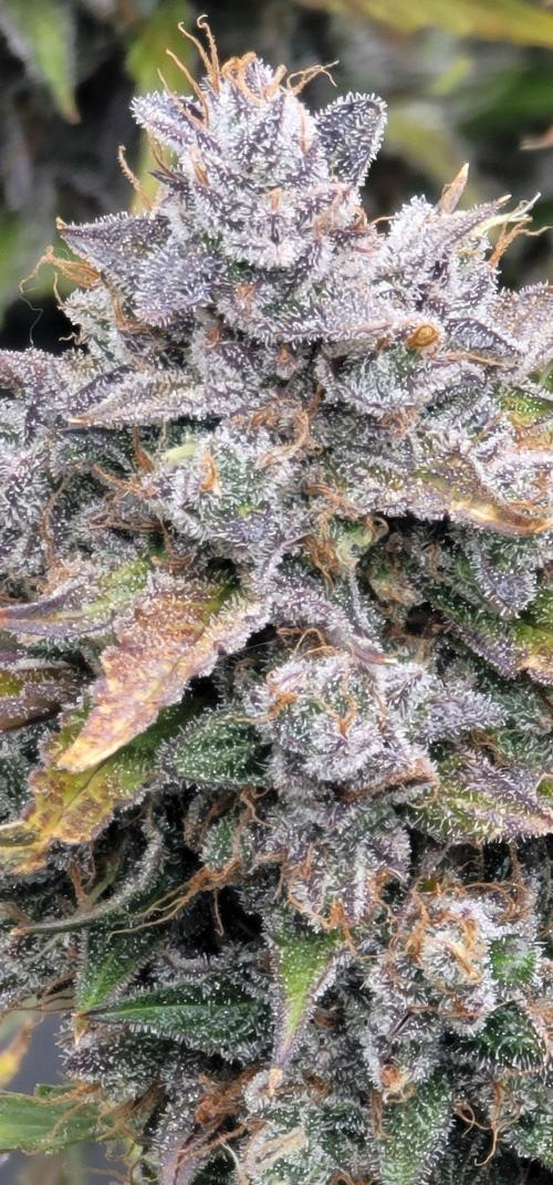 Guava Sundae 🍨 🍈. Week 7