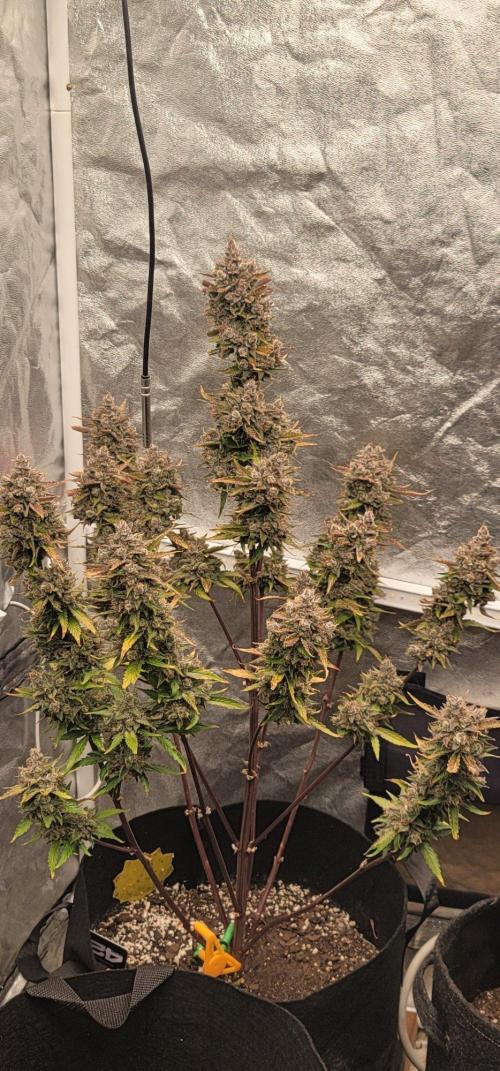 Guava Sundae 🍨 🍈. Week 7