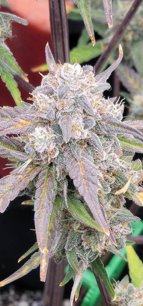 Mango Frost ❄️. Week 7