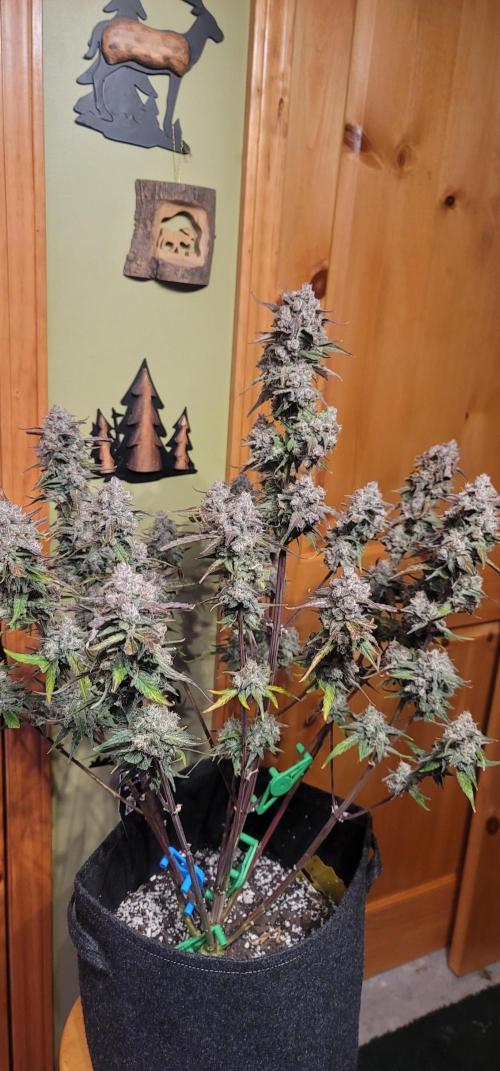 Mango Frost ❄️. Week 7