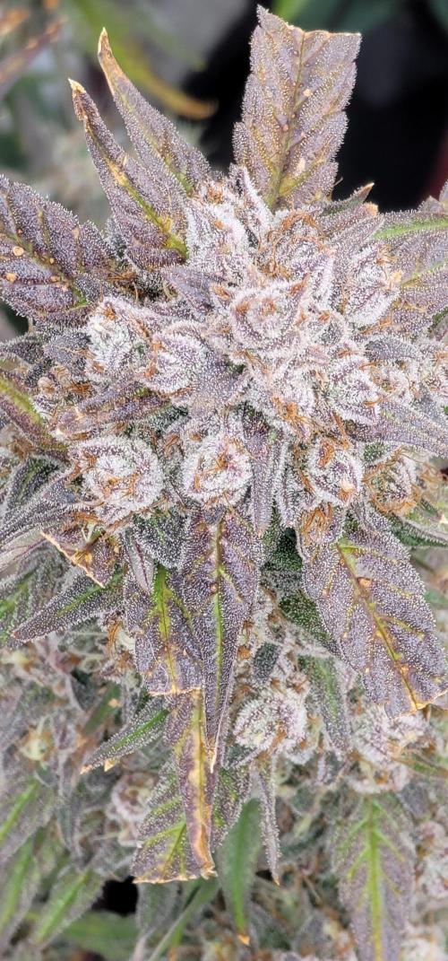 Mango Frost ❄️. Week 7