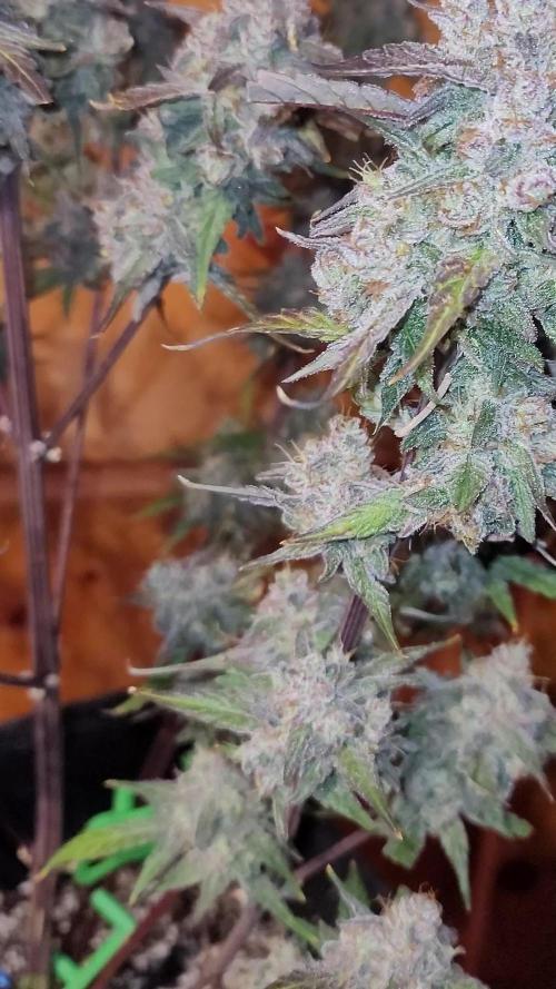 Mango Frost ❄️