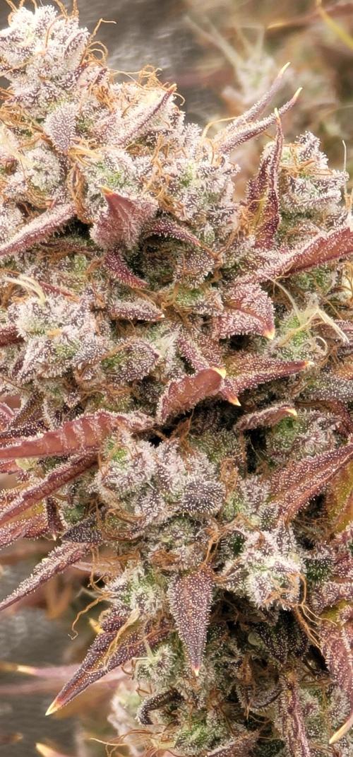 Mendo Cherry Cookies 🍪 🍒. Week 7