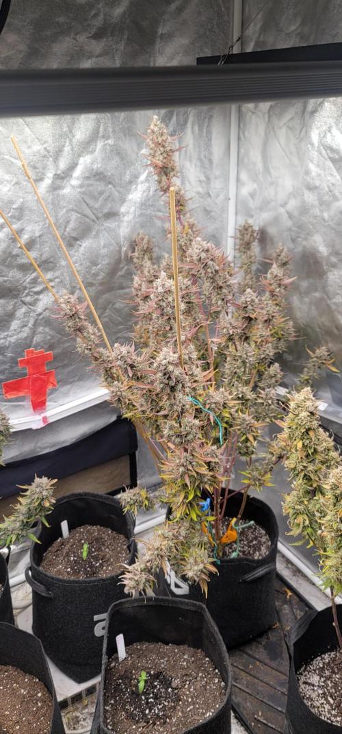 Mendo Cherry Cookies 🍪 🍒. Week 7
