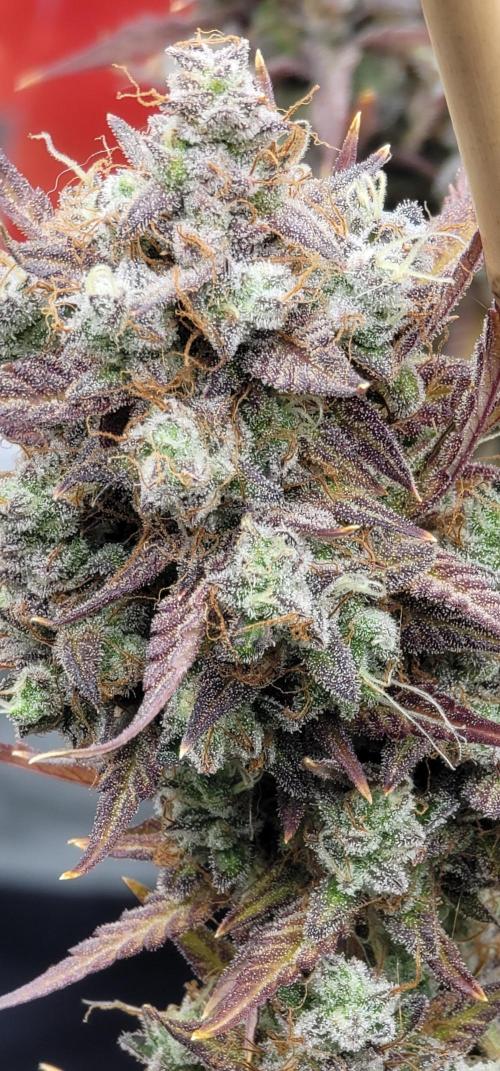 Mendo Cherry Cookies 🍪 🍒. Week 7