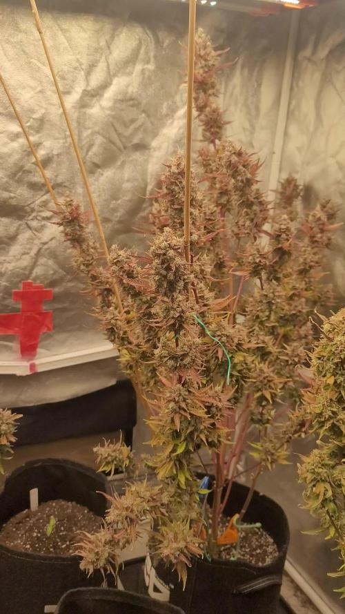 Mendo Cherry Cookies 🍪 🍒