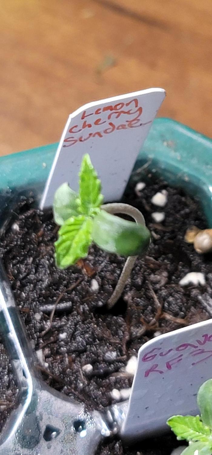 Lemon Cherry Sundae. Week 0