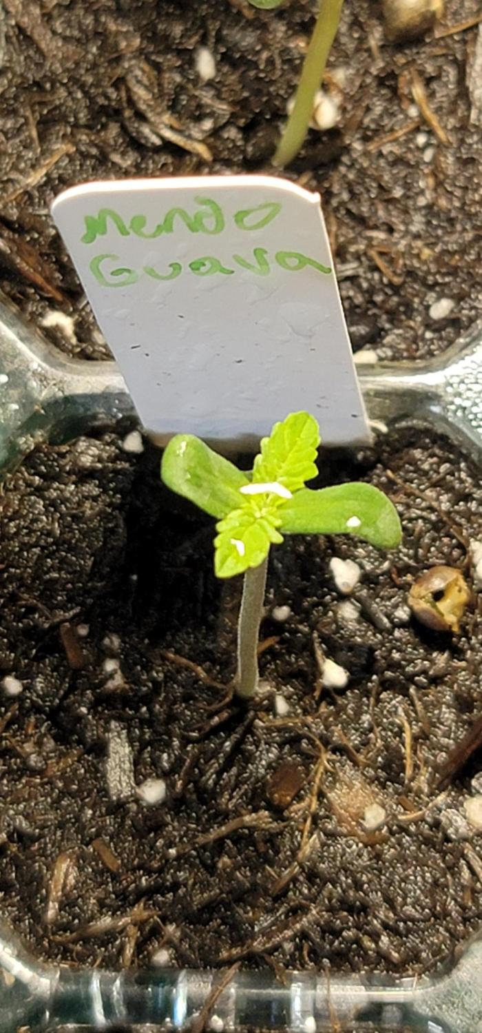Mendo Guava. Week 0