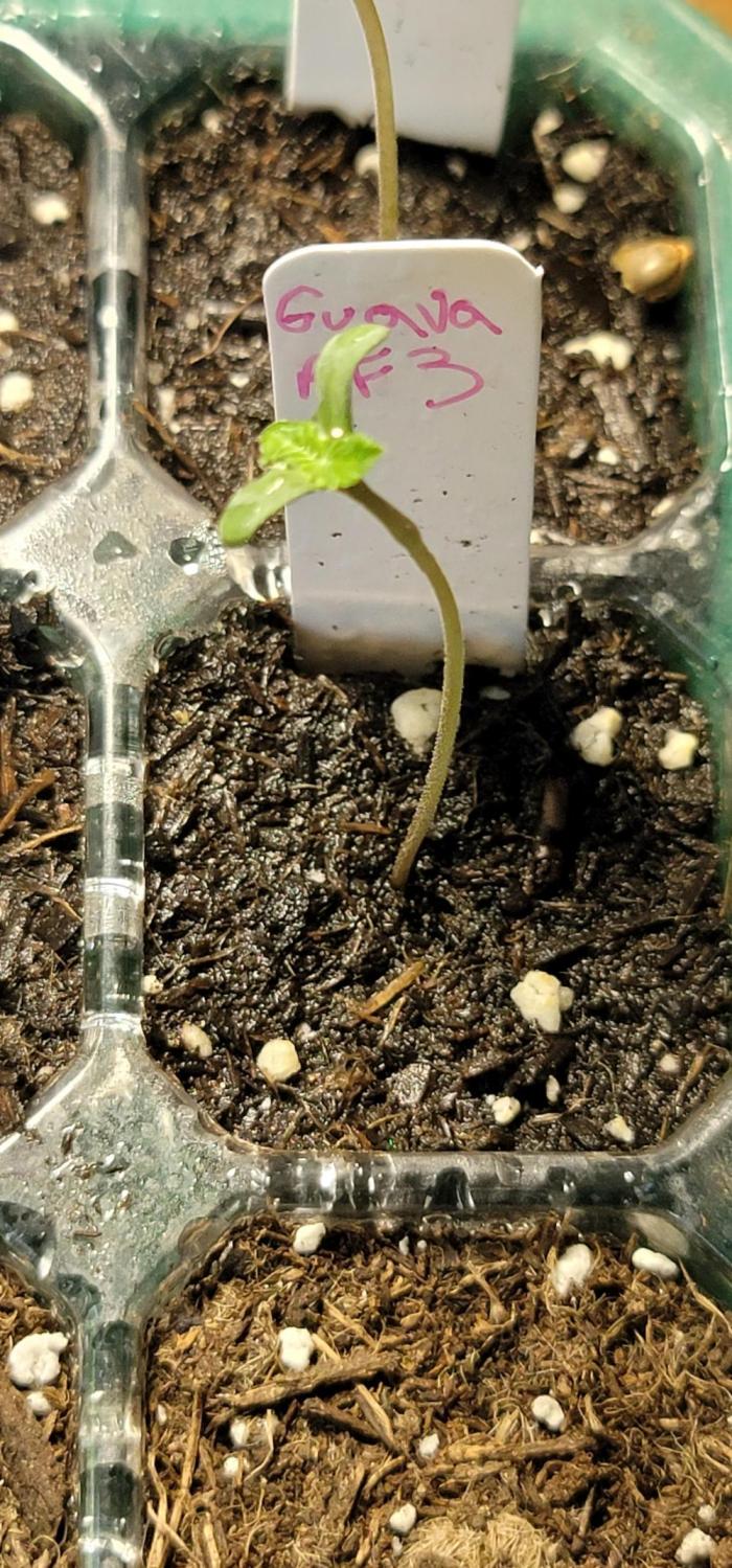Guava Rf3. Week 0