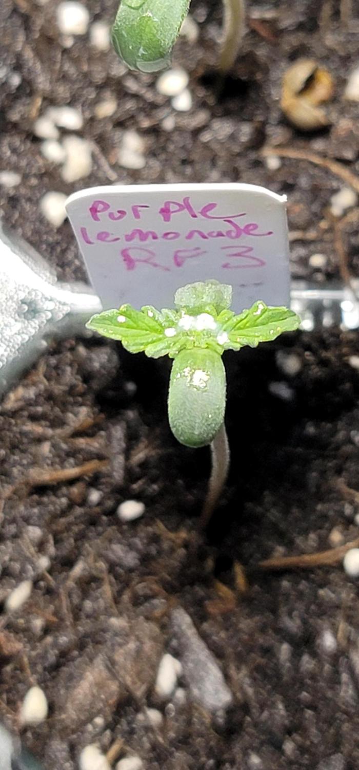 Purp Lemonade Rf3 🍋. Week 0