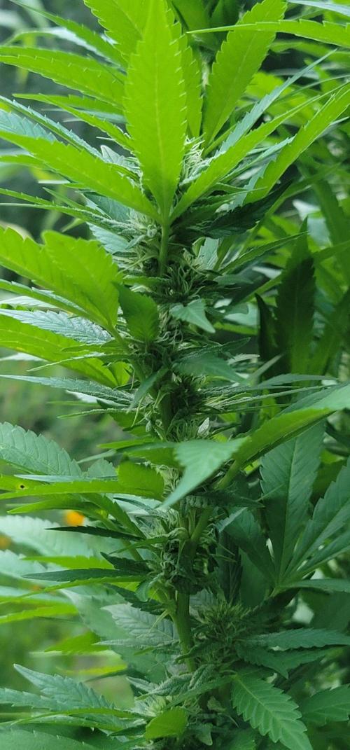 Mimosa x Orange Punch. Week 14