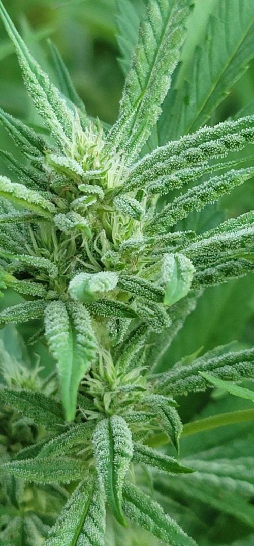 Ckn N Waffles. Week 14