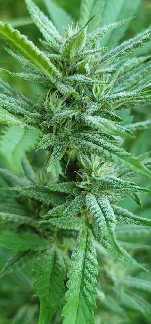 Ckn N Waffles. Week 15