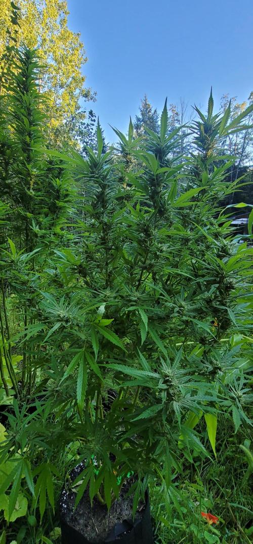 Ckn N Waffles. Week 15