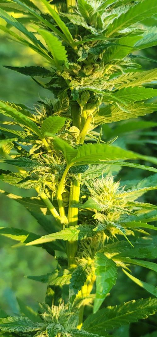 Mimosa OP. Week 15