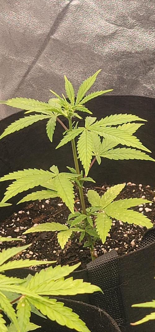 The Cheese 🧀. Week 3