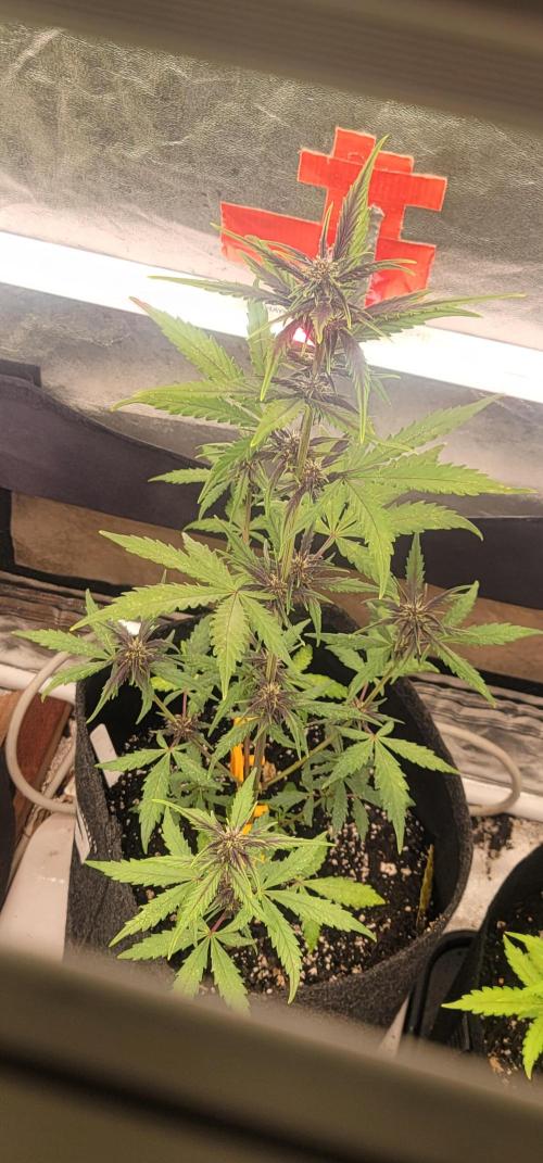 Purp Lemonade Rf3 🍋. Week 3