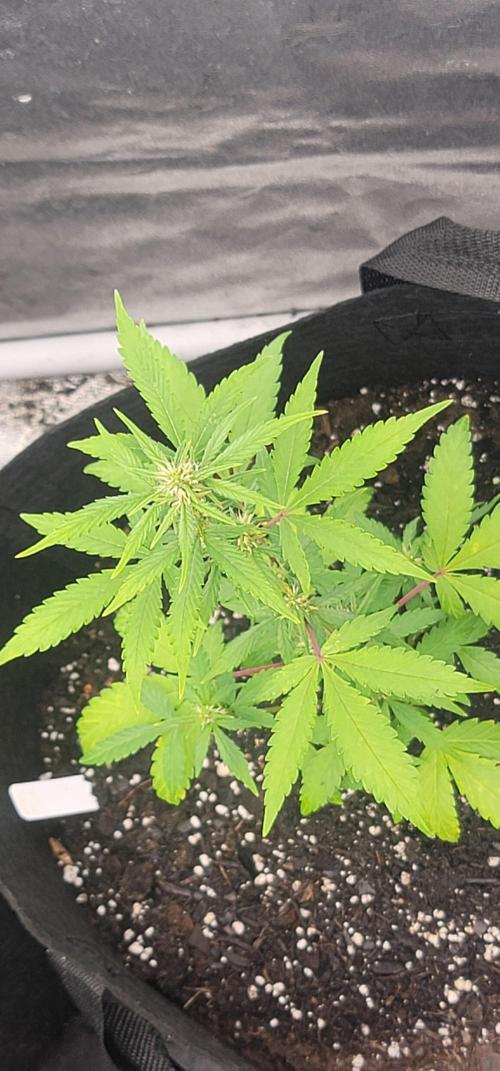 Lemon Cherry Sundae. Week 3
