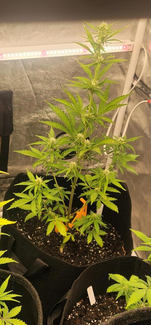 Mendo Guava. Week 3