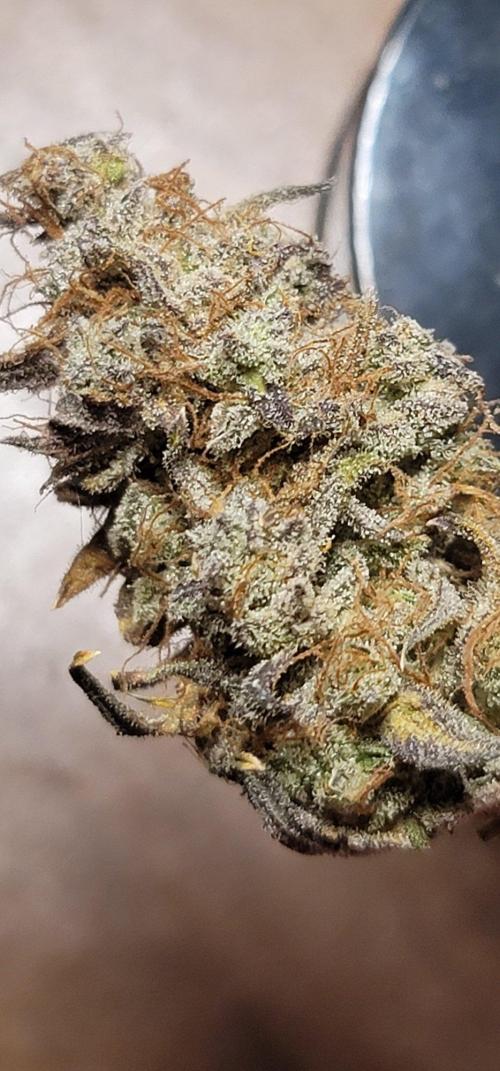 Mendo Cherry Cookies 🍪 🍒. Week 9