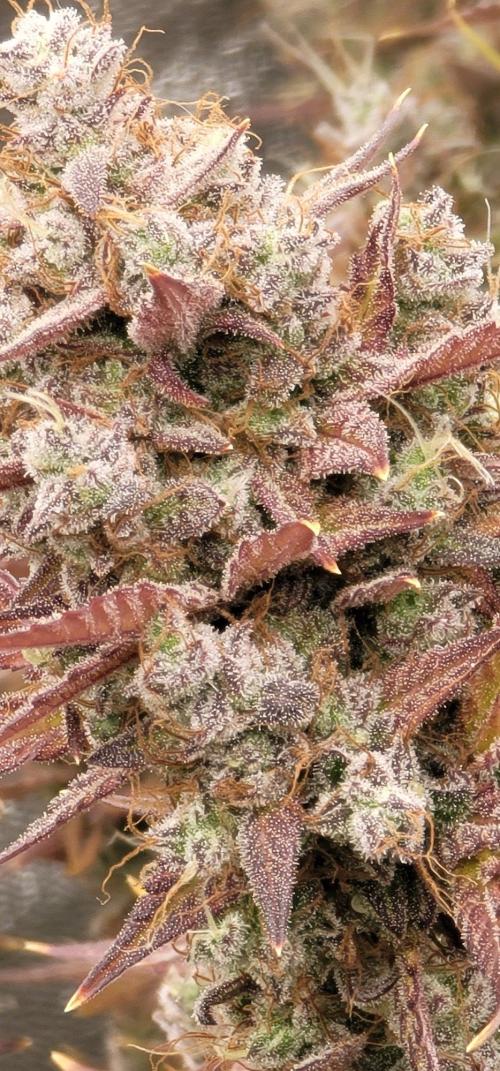 Mendo Cherry Cookies 🍪 🍒. Week 9
