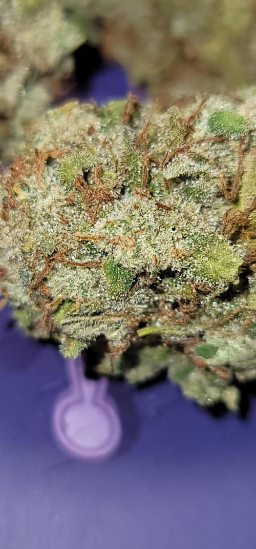 Sundae 🍨 Frost ❄️. Week 7