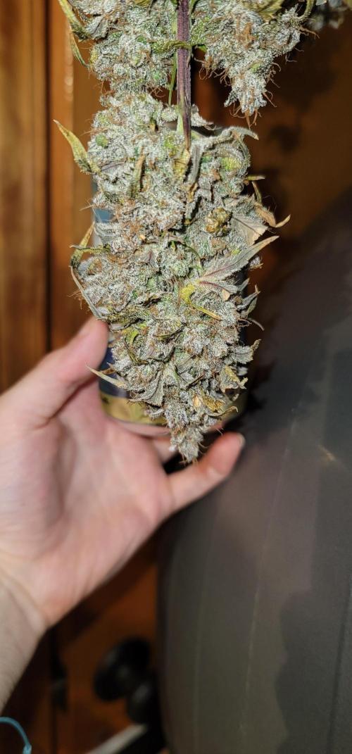 Sundae 🍨 Frost ❄️. Week 7