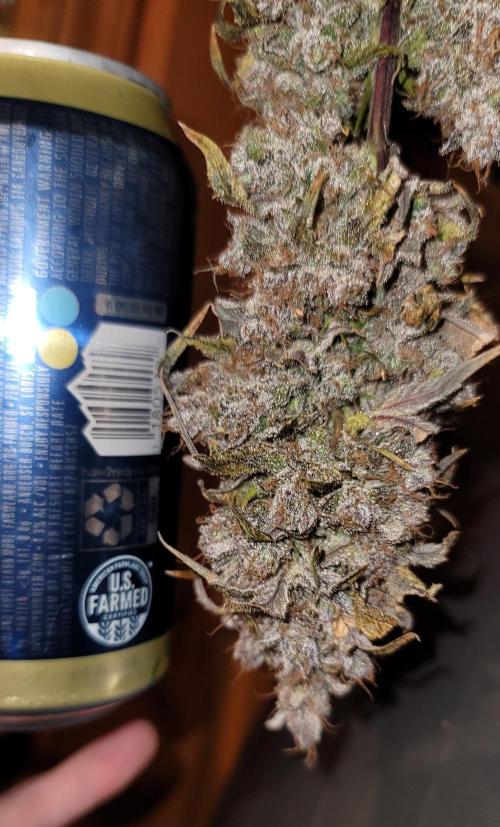 Guava Sundae 🍨 🍈. Week 8