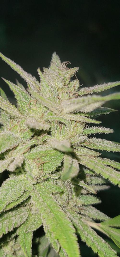 Ckn N Waffles. Week 16