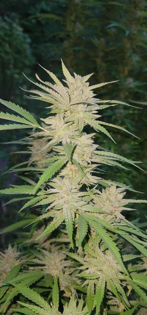 Ckn N Waffles. Week 16