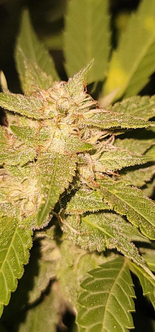 Mimosa OP. Week 16