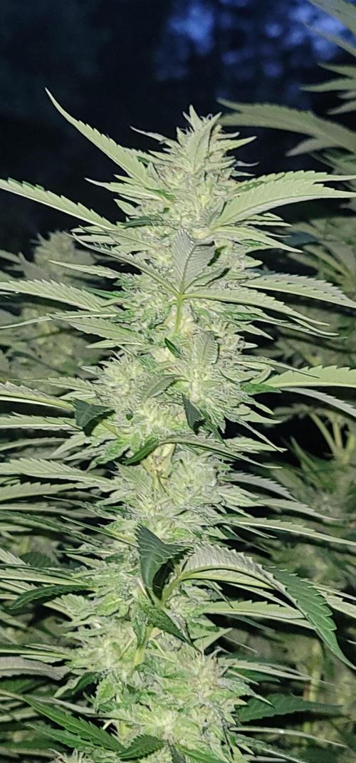 Mimosa OP. Week 16