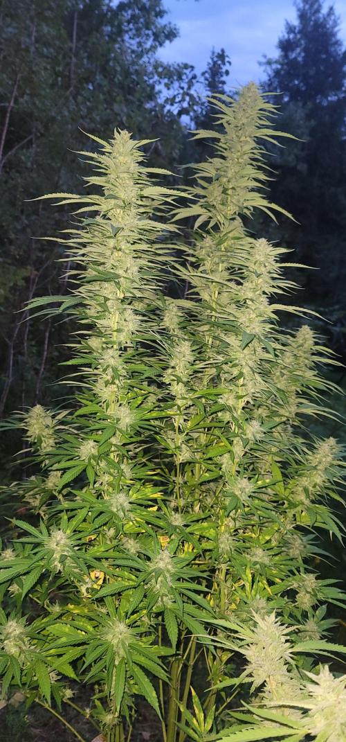 Mimosa OP. Week 16
