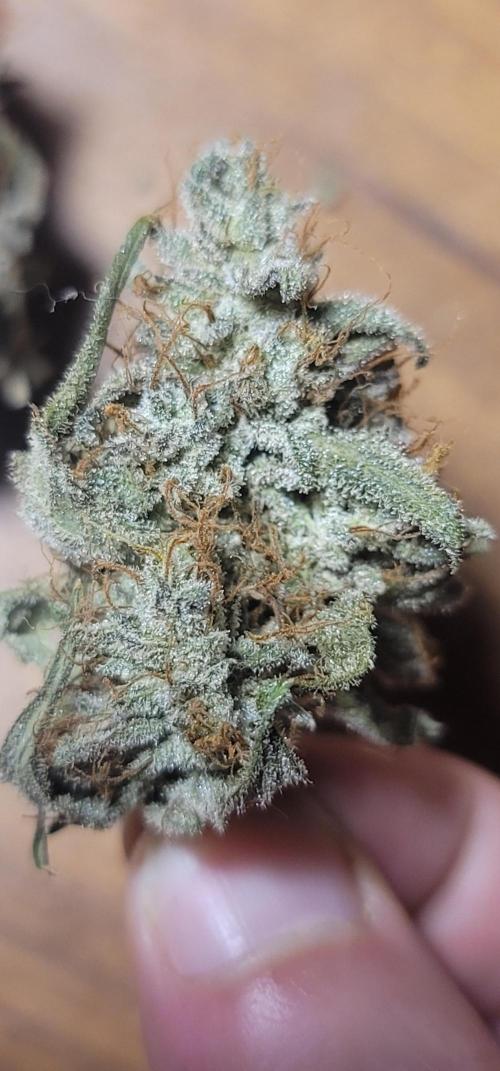 Mango Cherry Runtz 🍒. Week 7
